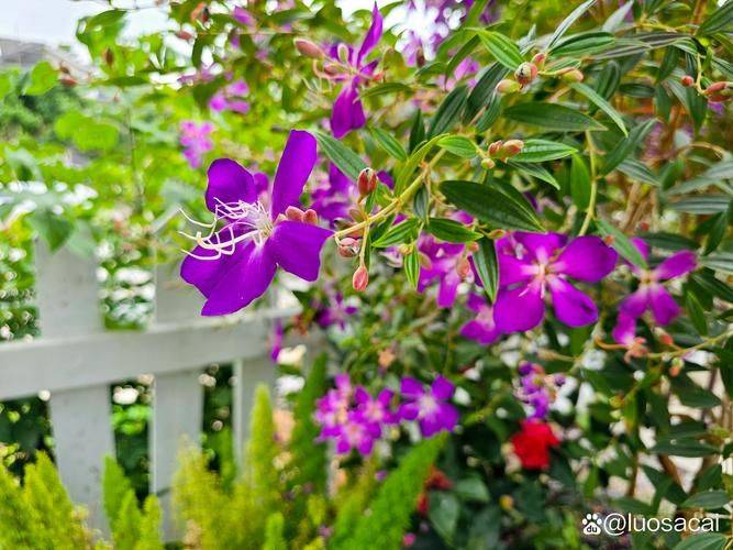 花草种植技术