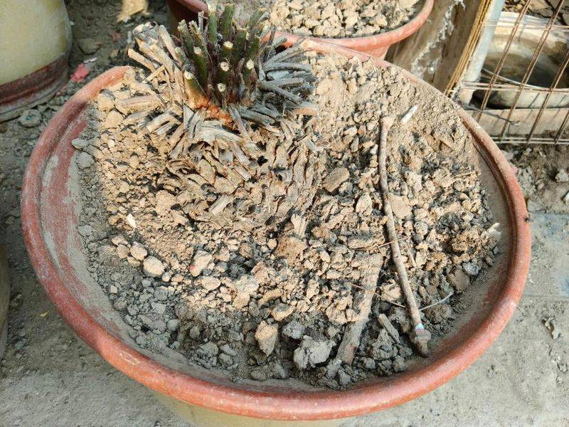 花草种植技术