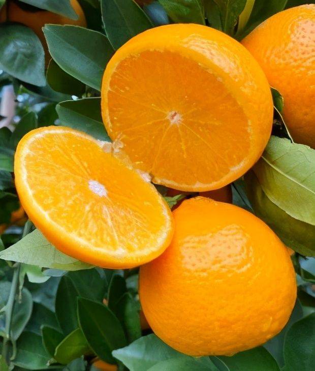 贡柑幼树种植技术视频