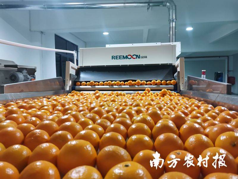 贡柑幼树种植技术视频