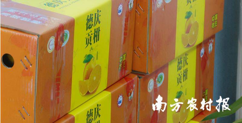 贡柑幼树种植技术视频