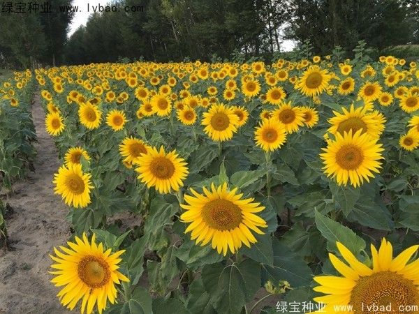 矮向日葵的种植方法
