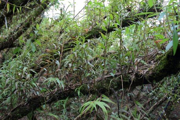 石斛种植方法家庭