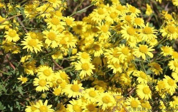 花草种植技术