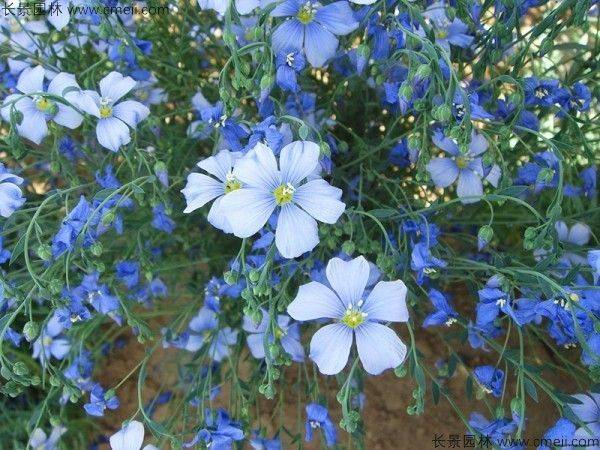 花草种植技术