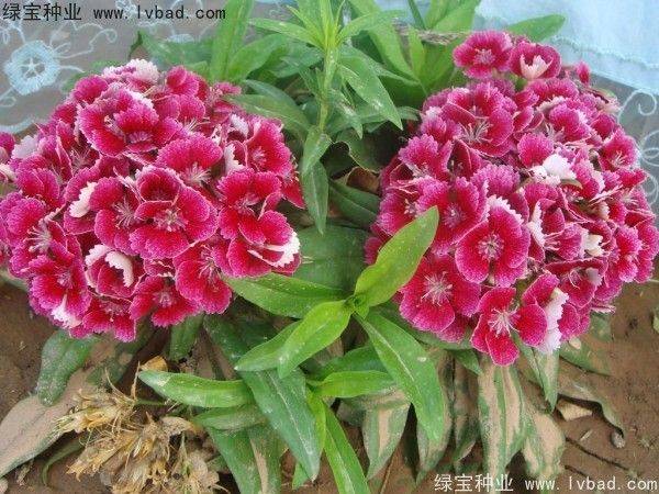 花草种植技术