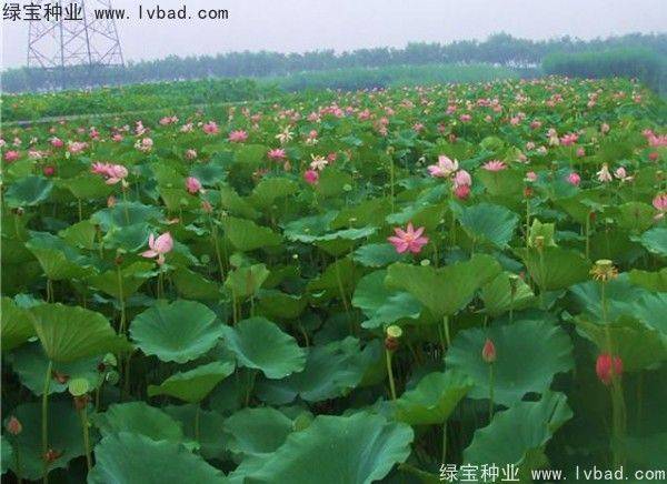 花草种植技术