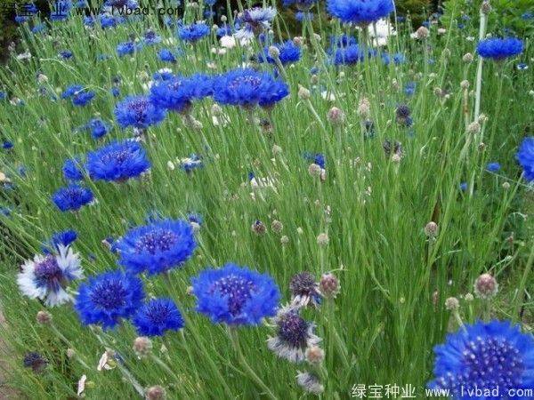 花草种植技术