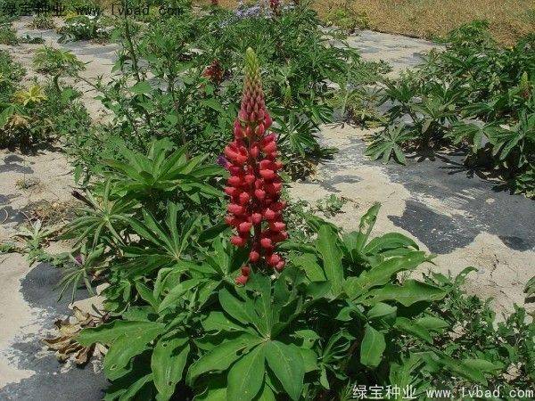 花草种植技术