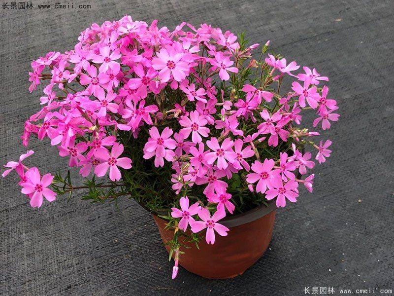 花草种植技术