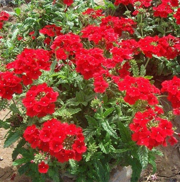 花草种植技术