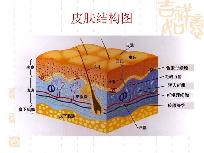 基础皮肤知识