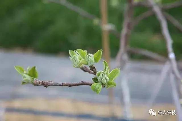 果树种植技术