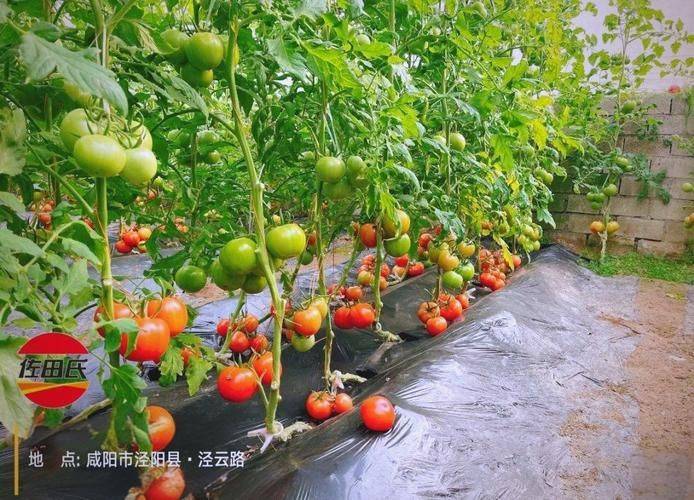 夏季西红柿的种植技术