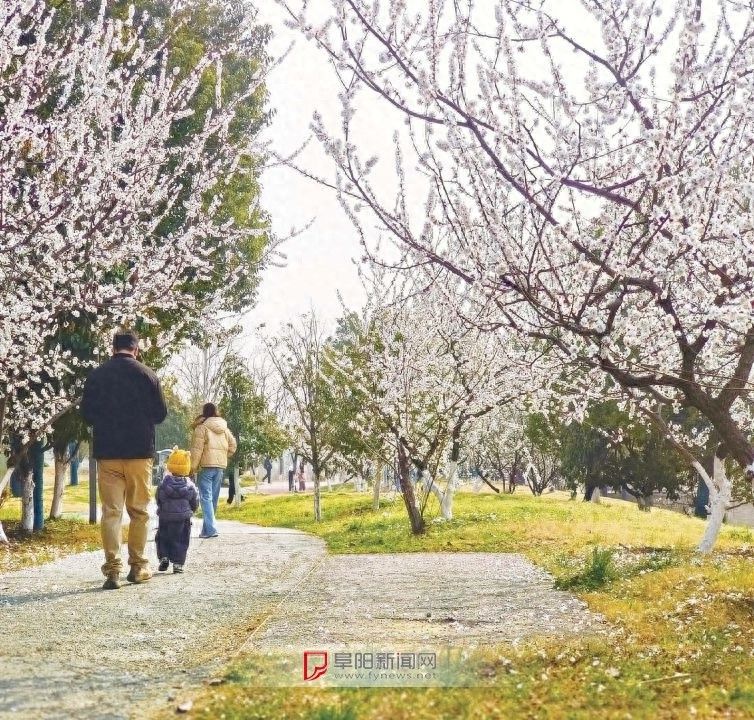 阜阳适合种植什么果树