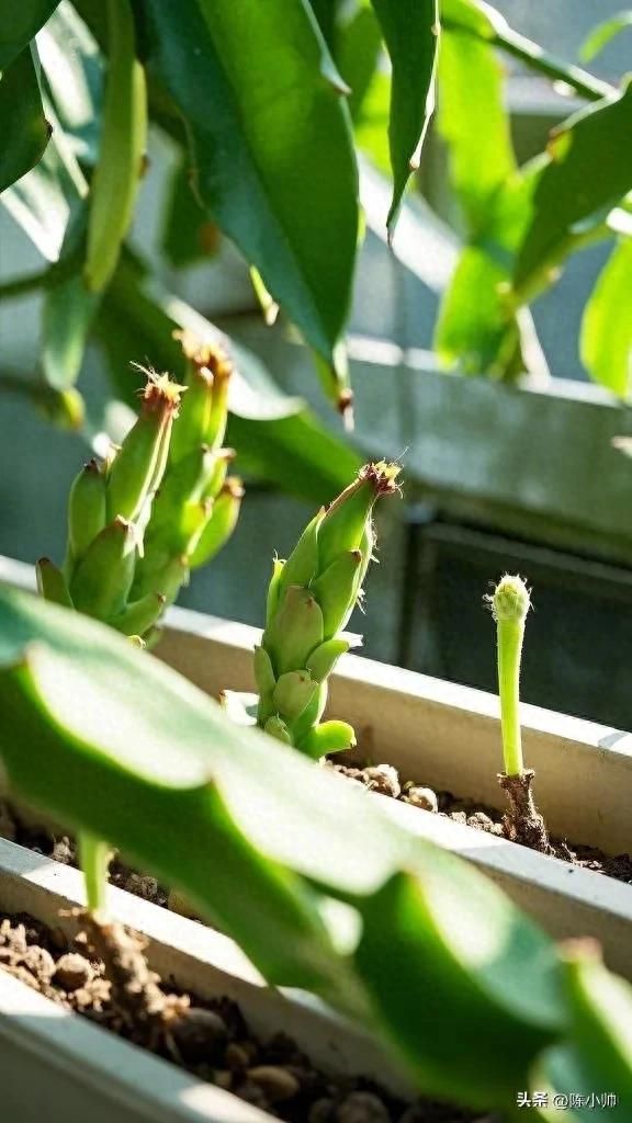 火龙果种植方法图解