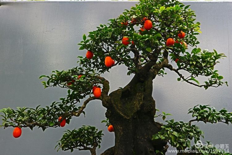 金弹子种植技术