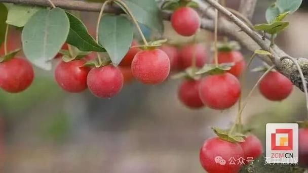 金弹子种植技术