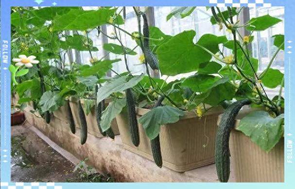 农业科技水果种植技术