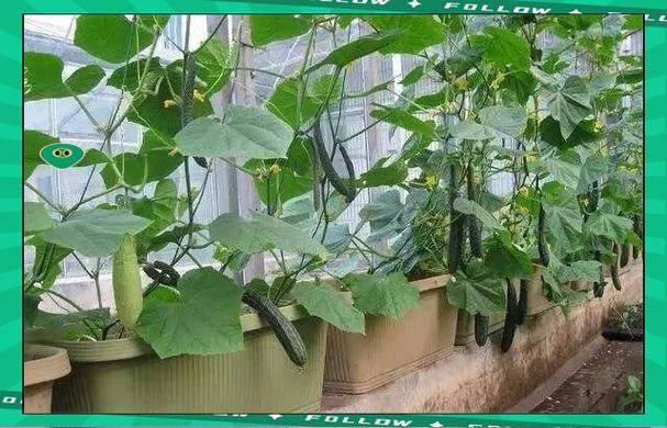 农业科技水果种植技术