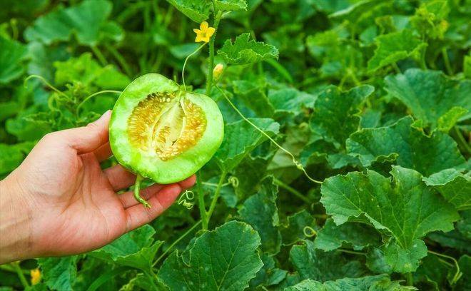 山斑鸠学养殖技术和种植技术