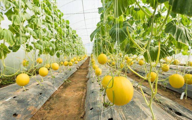 山斑鸠学养殖技术和种植技术