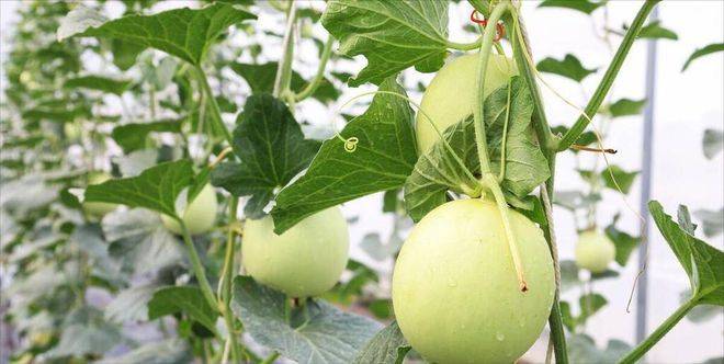 山斑鸠学养殖技术和种植技术