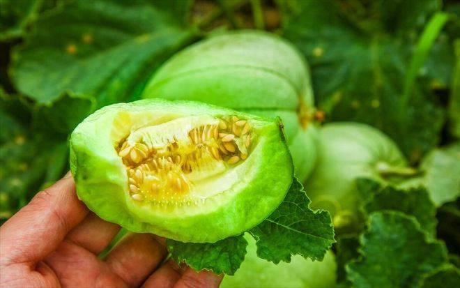 山斑鸠学养殖技术和种植技术