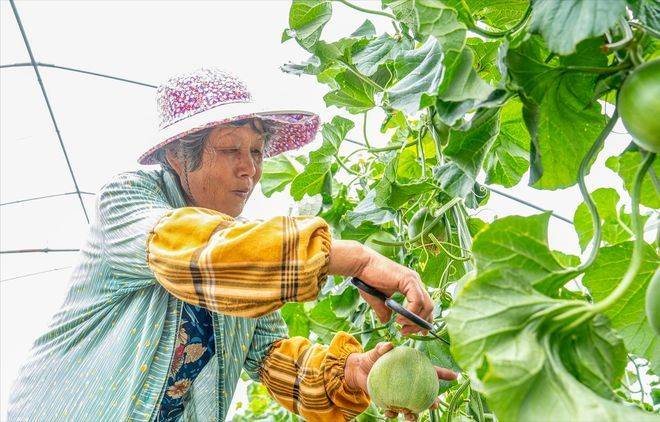 山斑鸠学养殖技术和种植技术