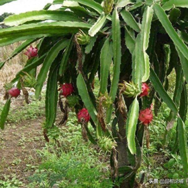 火龙果种植方法图解