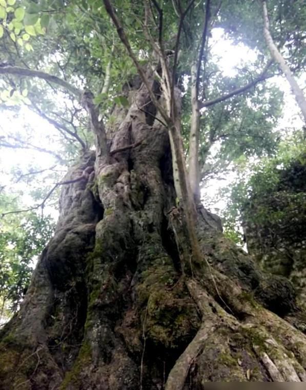 金弹子种植技术