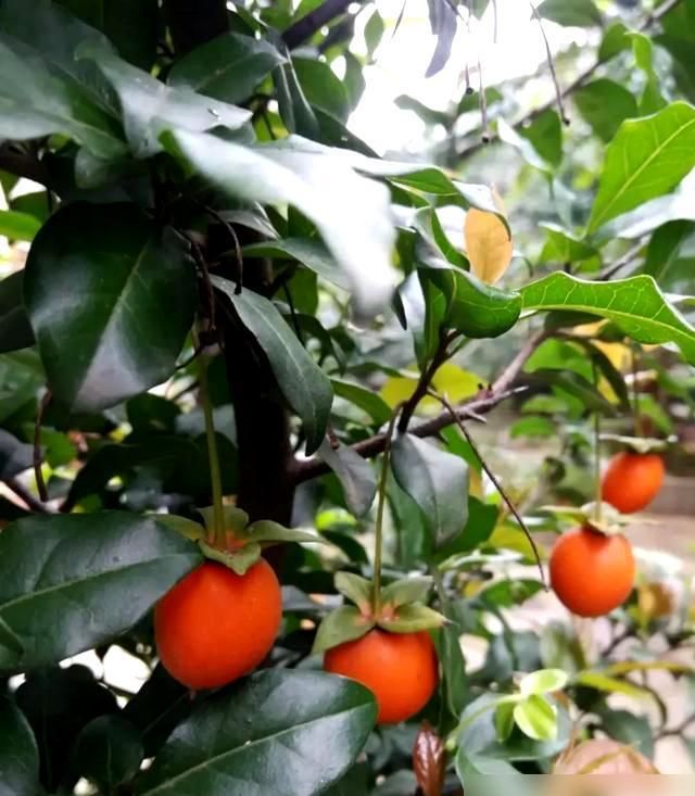 金弹子种植技术