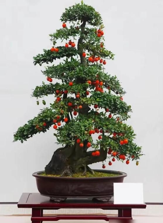 金弹子种植技术