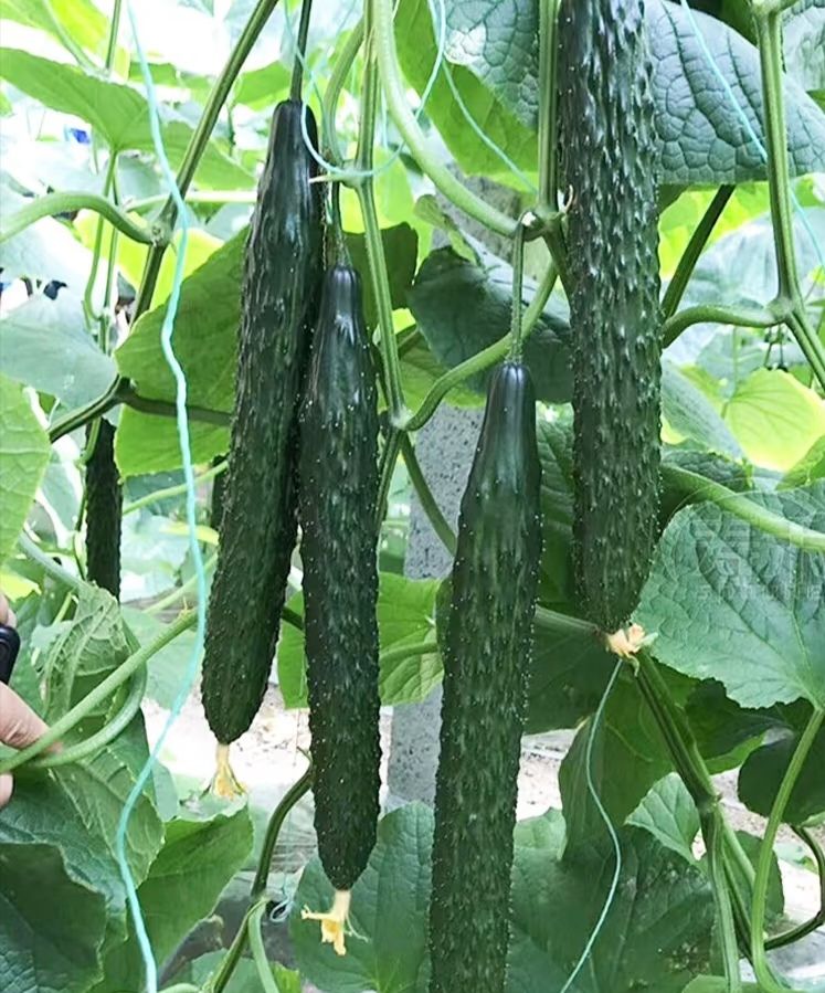 蕃茄树种植技术视频