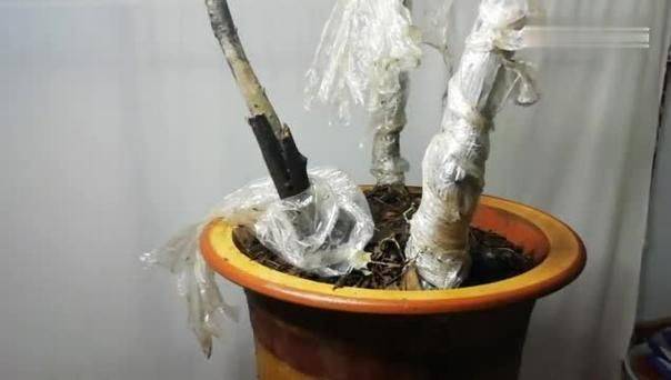 金弹子种植技术