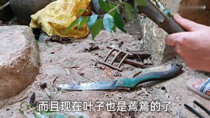 金弹子种植技术