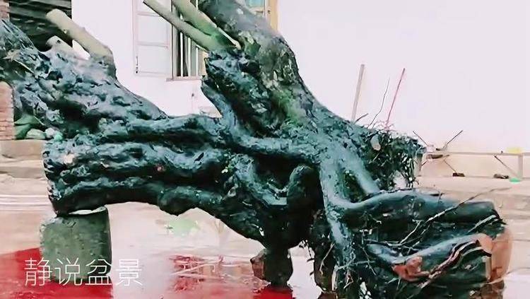 金弹子种植技术