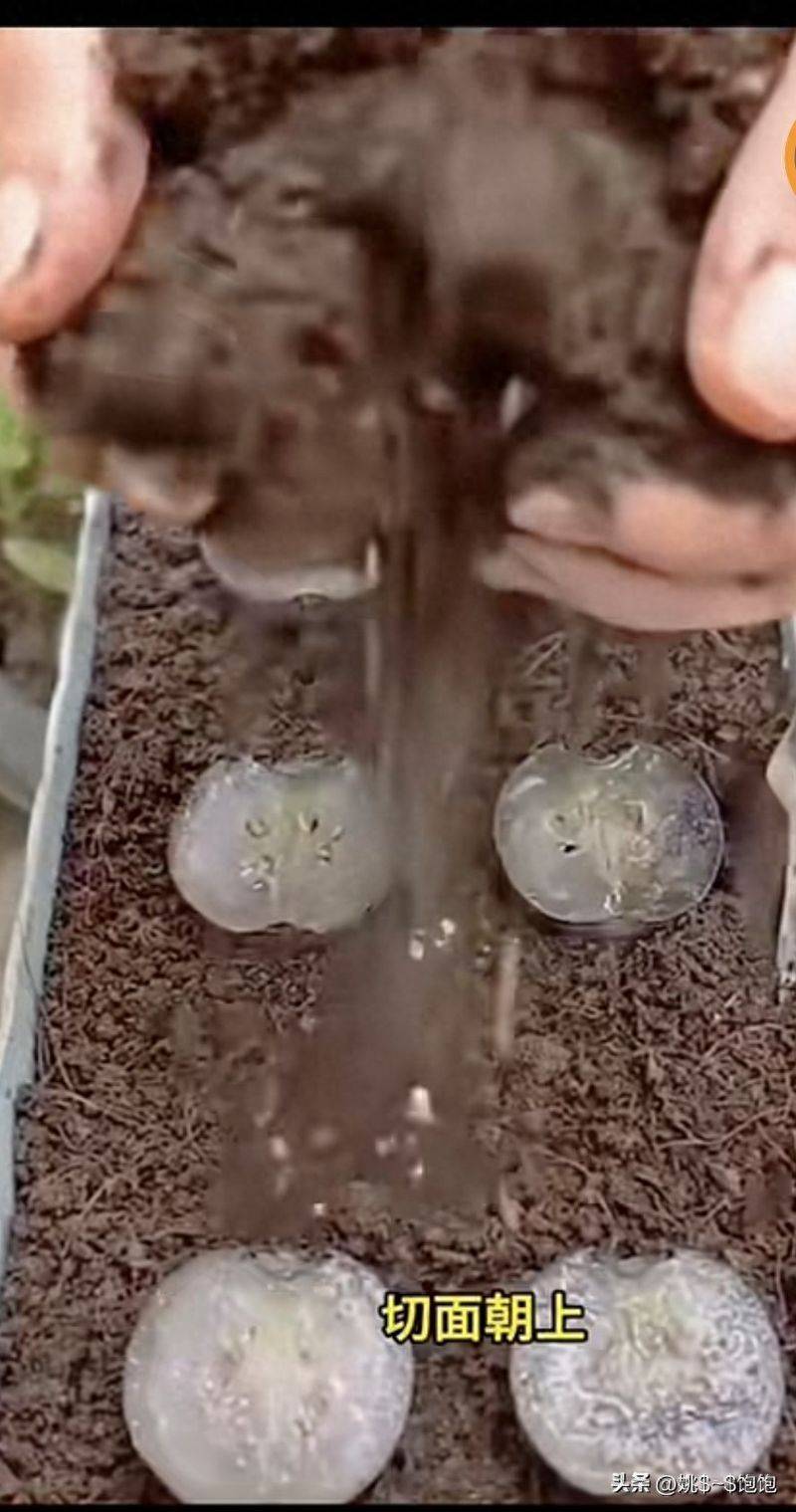 蓝莓种植秘籍，一次性讲清楚！果子挂满枝、不黄叶不僵苗