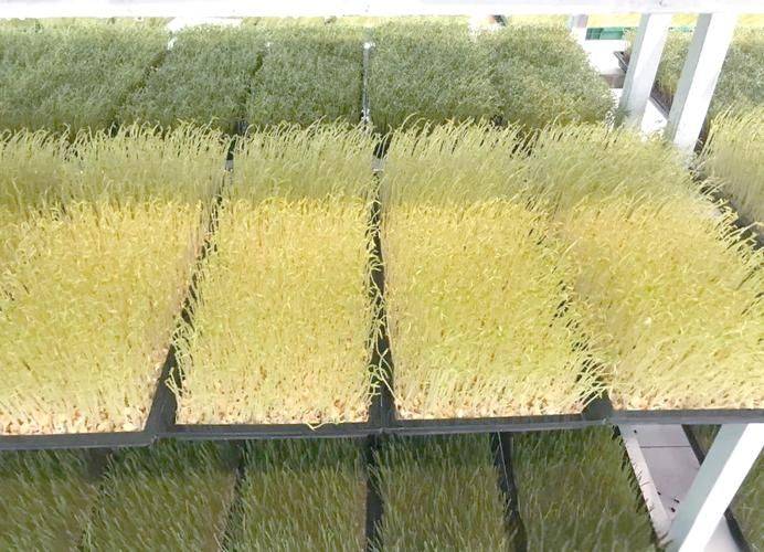 芽苗菜种植技术大全