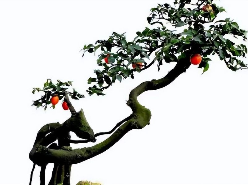金弹子种植技术