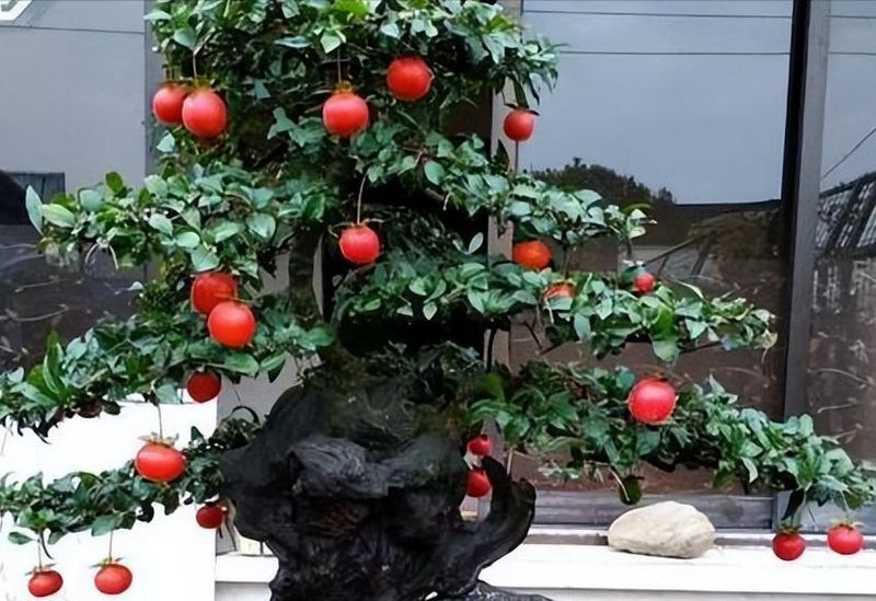 金弹子种植技术