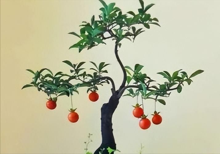 金弹子种植技术