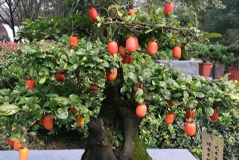 金弹子种植技术