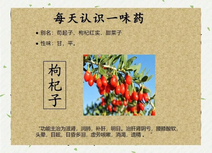 枸杞子树种植技术