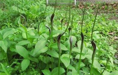 热门及名贵中药材种植技术