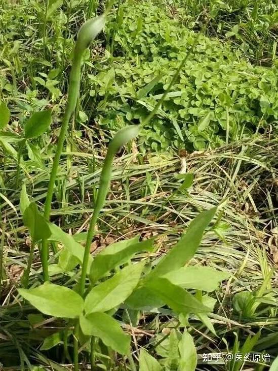 热门及名贵中药材种植技术