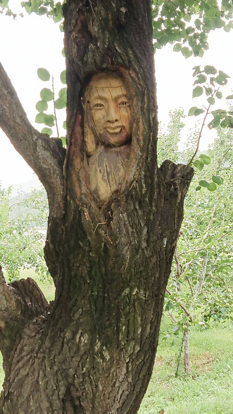 农业科技水果种植技术