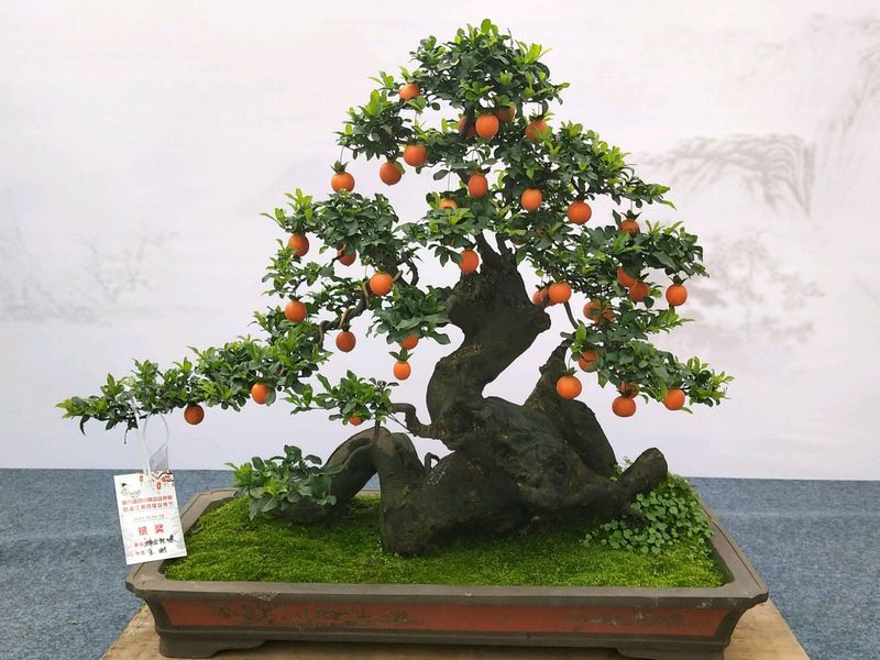 金弹子种植技术