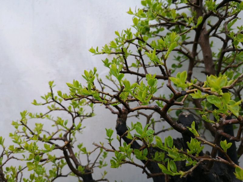 金弹子种植技术