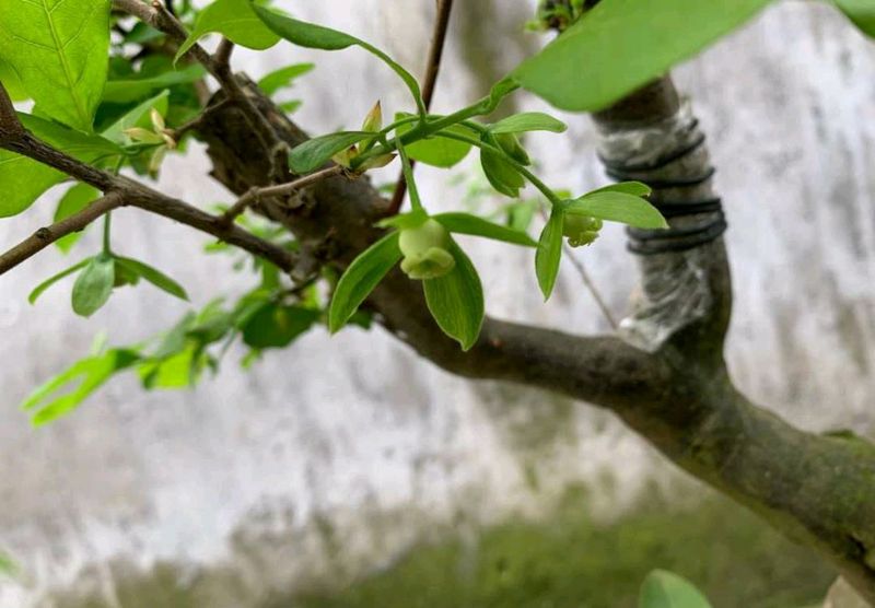 金弹子种植技术